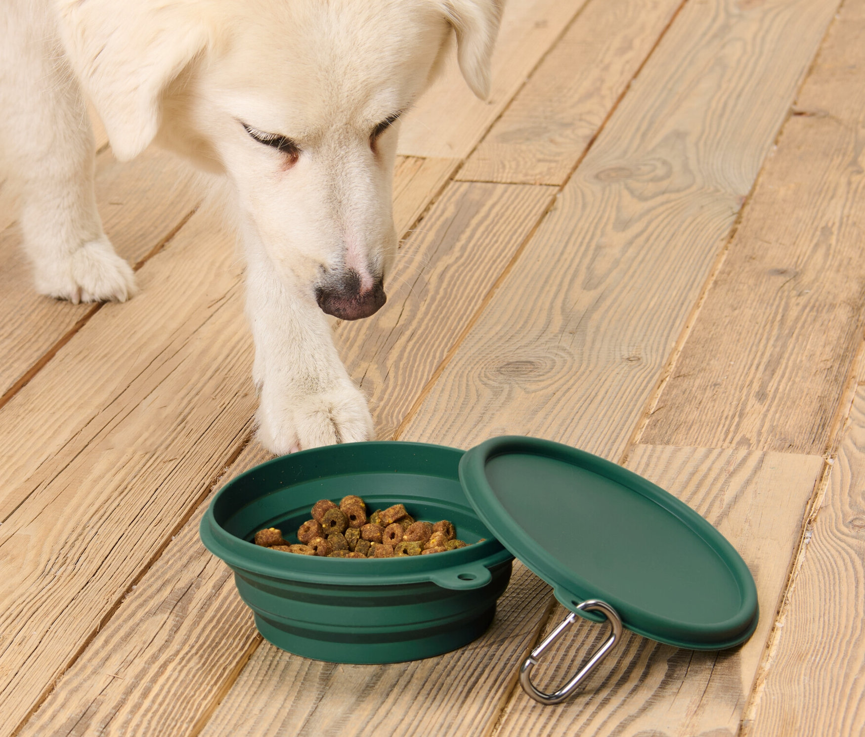 Weißer Hund schaut auf einen grünen, faltbaren Fressnapf voller Futter, mit Deckel daneben auf einem Holzboden.