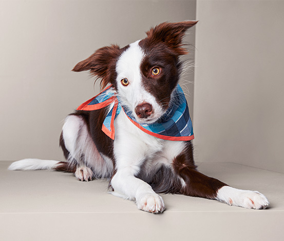 Halstücher Hund