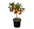Kumquatbaum
