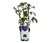 Brombeeren Trio, Spalier