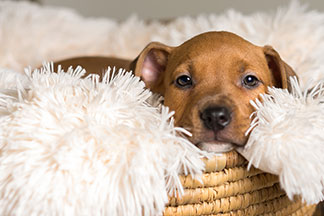 Tierbedarf online bestellen: Ein brauner Hundewelpe liegt in seinem Korb mit einer weißen, flauschigen Decke darin.