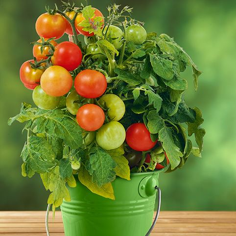 Tomaten