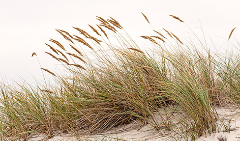 Gras auf einer Sanddüne