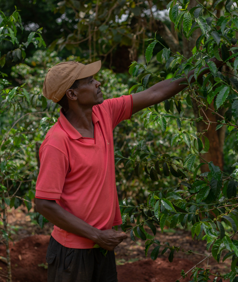 Kaffeefarmer pflückt Kaffeekirschen auf der Plantage