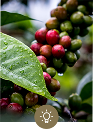 Grüne und rote Kaffeekirschen am Baum