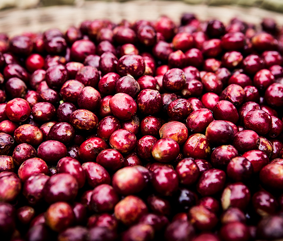 Geerntete rote Kaffeekirschen