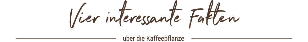 Schriftzug: Vier interessante Fakten über die Kaffeepflanzen