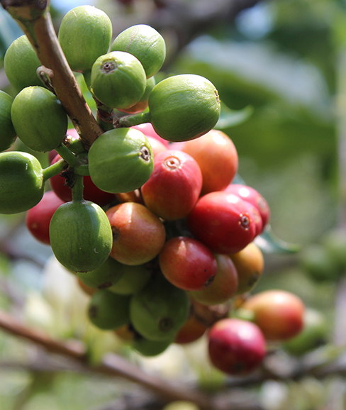 Nahaufnahme eines Kaffeestrauchs mit unterschiedlich reifen Kaffeekirschen