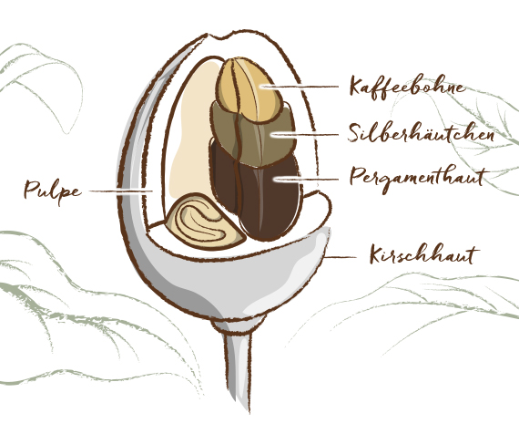 Querschnitt einer Kaffeekirsche