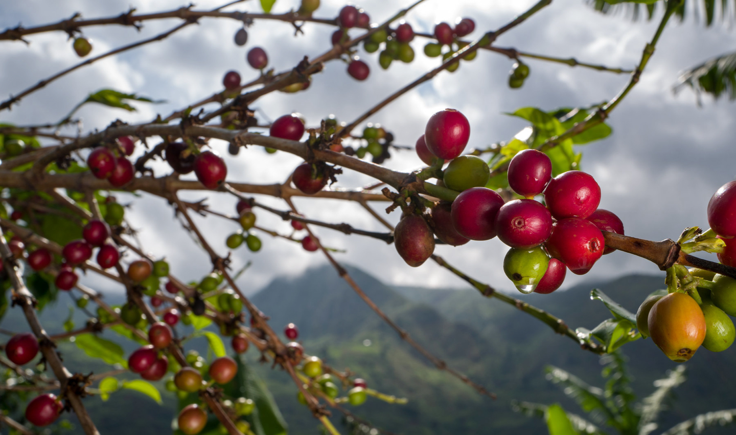 Kaffeekirschen auf der Plantage