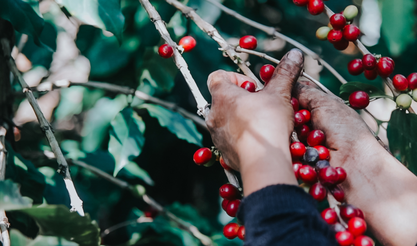Kaffeekirschen auf der Plantage