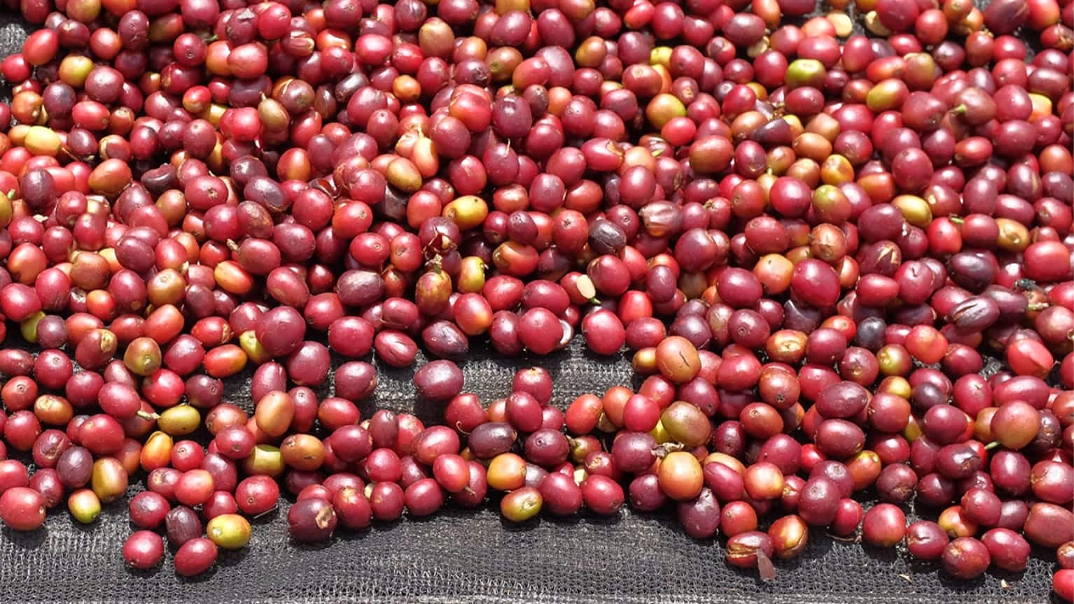 Rote Kaffeekirschen liegen auf einem Trockenbett