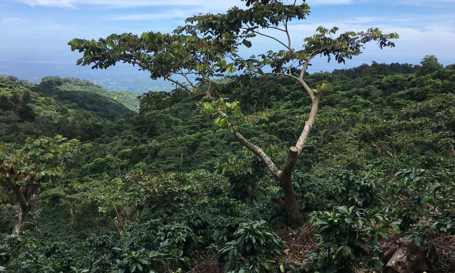Landschaftsaufnahme mit Baum im Vordergrund und Wald in El Salvador im Hintergrund