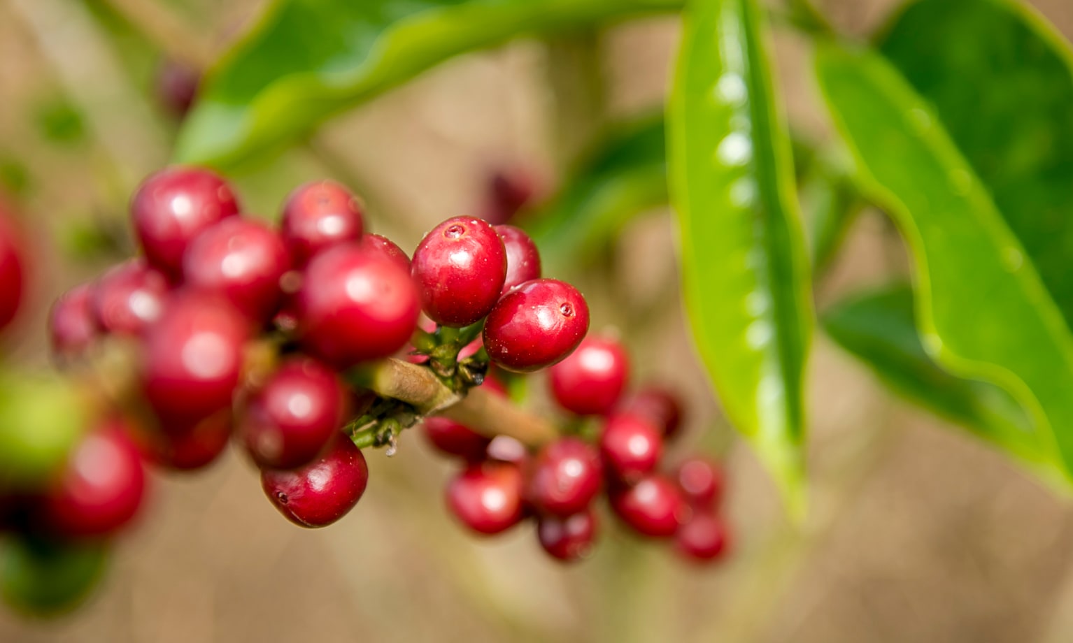 Eine Nahaufnahme von Kaffeekirschen