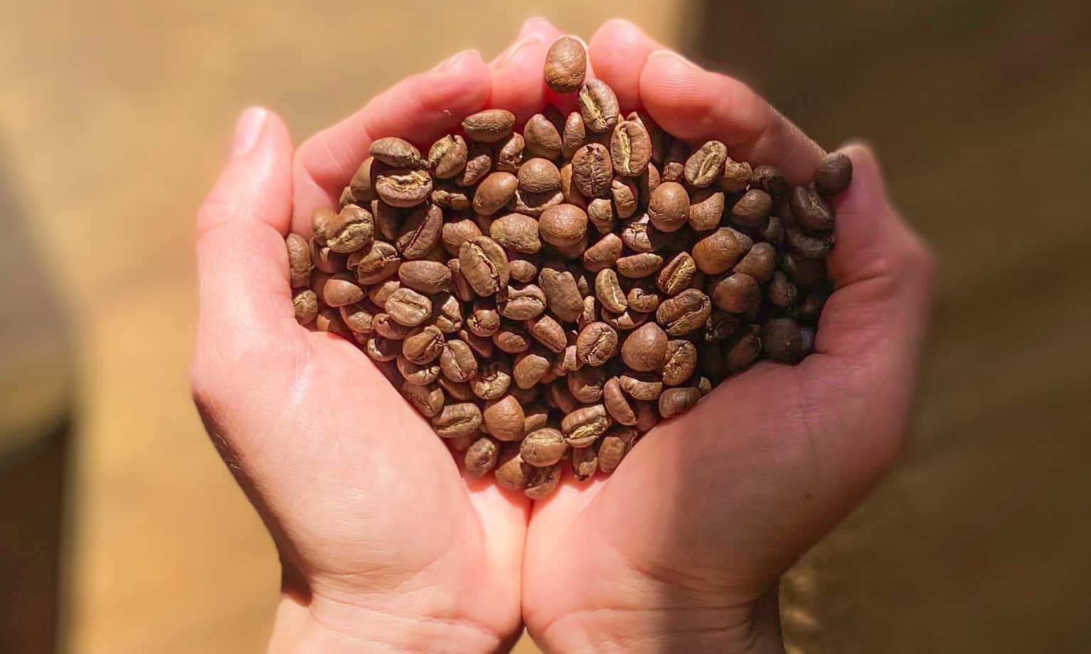 Zwei Hände voll mit Kaffeebohnen