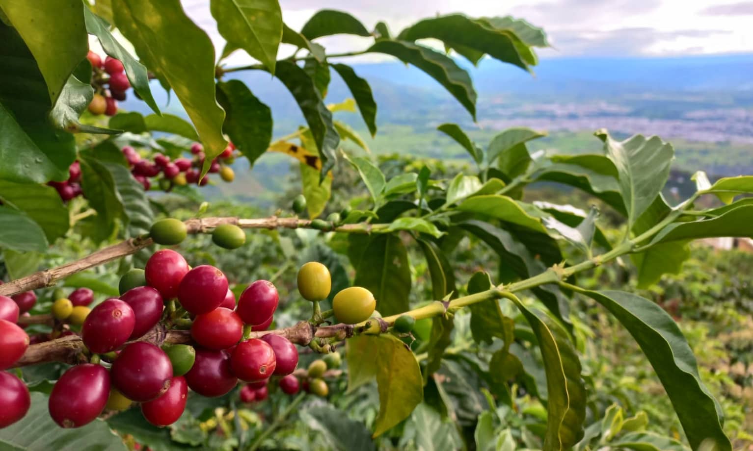 Ein Strauch mit Kaffeekirschen vor dem Panorama einer Landschaft